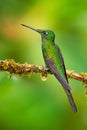 Empress Brilliant, Heliodoxa imperatrix, beautiful hummingbird in the nature habitat. Green bird with long tail from Ecuador Royalty Free Stock Photo