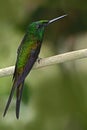 Empress Brilliant, Heliodoxa imperatrix, beautiful hummingbird in the nature habitat. Green bird with long tail from Ecuador. Royalty Free Stock Photo