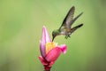 Empress brilliant hovering drinking nectar from favourite pink flower. Animal behaviour. Ecuador,hummingbird