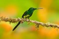 Empress brilliant hummingbird sittin on the trunk with yellow flower in from Colombia. Hummingbird in the nature tropical forest Royalty Free Stock Photo