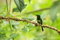Empress brilliant sitting on branch, hummingbird from tropical forest,Colombia,bird perching,tiny beautiful bird resting on flower