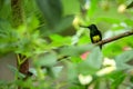 Empress brilliant sitting on branch, hummingbird from tropical forest,Ecuador,bird perching,tiny beautiful bird resting on flower