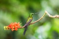 Empress brilliant sitting on branch with orange flower, hummingbird from tropical forest,Brazil,bird perching