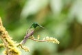 Empress brilliant sitting on branch with orange flower, hummingbird from tropical forest,Colombia,bird perching