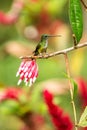 Empress brilliant sitting on branch with red and white flower, hummingbird from tropical forest,Brazil,bird perching