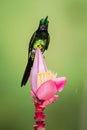 Empress brilliant sitting and drinking nectar from favourite red flower. Animal behaviour. Ecuador,hummingbird