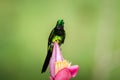 Empress brilliant sitting and drinking nectar from favourite red flower. Animal behaviour. Ecuador,hummingbird