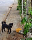 Emptiness and Longing for Freedom Define Emotion of a Black Dog Royalty Free Stock Photo