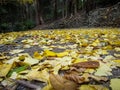 Empty pedestrian footpath covered by fallen yellow Ginko leaves against the background of Sherbrooke forest