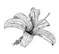 Vector illustration, isolated lily flower in black and white colors, hand painted drawing Royalty Free Stock Photo