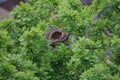 Empty abandoned bird nest