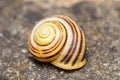 Empty abandoned conch snail shell