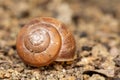 Empty abandoned conch snail shell