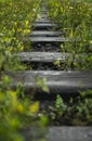 Empty abandoned overgrown railroad track. Perspective view Royalty Free Stock Photo