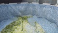 An empty above-ground swimming pool with a blue patterned liner. The bottom shows patches of green algae and dirt Royalty Free Stock Photo