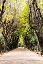 Empty alley in Cismigiu park in Bucharest, capital city of Romania