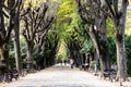 Empty alley in Cismigiu park in Bucharest, capital city of Romania