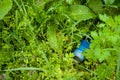 Empty aluminum can laying in the green grass. tin can in a green grass that pollutes the environment. garbage Royalty Free Stock Photo