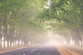 Empty asphalt road alley. Maple mighty tree misty tunnel. August summer morning foggy scene. Long branches in air. Rural nature Royalty Free Stock Photo