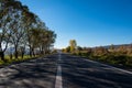 Empty asphalt road at autumn, beech woods at roadside Royalty Free Stock Photo