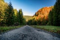 Empty asphalt road in autumn forest Royalty Free Stock Photo
