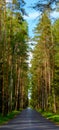 Empty asphalt road through a forest resembling a tree canyon Royalty Free Stock Photo