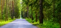 Empty asphalt road through a forest resembling a tree canyon Royalty Free Stock Photo