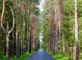 Empty asphalt road through a forest resembling a tree canyon Royalty Free Stock Photo
