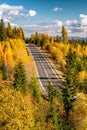 Empty asphalt road through forest with yellow Eauropean larch trees in autumn Royalty Free Stock Photo