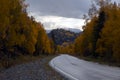 Empty asphalt road among golden trees in autumn. Countryside landscape. Rural scenery. Royalty Free Stock Photo