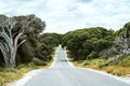 Road lined with old crooked tea trees, green shrubs and bush on Rottnest Island, Western Australia. Royalty Free Stock Photo