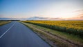 Empty asphalt road near the sunflower field Royalty Free Stock Photo