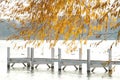 An empty autumn lake dock with gold tree