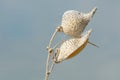 Empty autumn milkweed pods