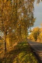 Autumn road along winter wheat fields Royalty Free Stock Photo