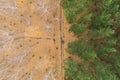 Empty autumn road with bright mixed forest; drone view from above of evergreen pine trees and golden birches; forest pattern with Royalty Free Stock Photo