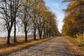 Empty autumn road Royalty Free Stock Photo