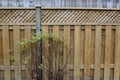 Empty Backyard Board Wooden Fence with Green Shrub