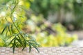 Empty bamboo wood floor and mugwort or artemisia annua trees on bokeh nature background