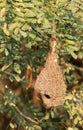 Empty baya nest Royalty Free Stock Photo