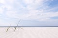 Empty beach background. Grass blades on white sand, baltic sea, summer day Royalty Free Stock Photo