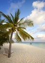 Empty beach chairs and palm on sand by the sea at sunrise Royalty Free Stock Photo