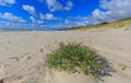 Empty beach and clomp of blue flowers