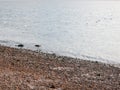 Empty beach front water sea ocean horizon landscape seagulls in