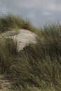 Empty beach sand dunes landscape Royalty Free Stock Photo