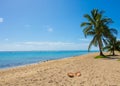 Empty beach shoreline with palm trees and coconut shells Royalty Free Stock Photo