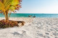 Empty beach with Young coconut tree planted on the sandy beach w Royalty Free Stock Photo