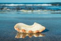 Empty beautiful pearl-white shell lays on black volcanic sand and is reflected on its black mirror surface