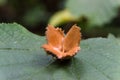 Empty beechnut on green leaf Royalty Free Stock Photo