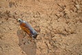 Beer Bottle - Empty Drink Litter Discarded Rubbish Royalty Free Stock Photo